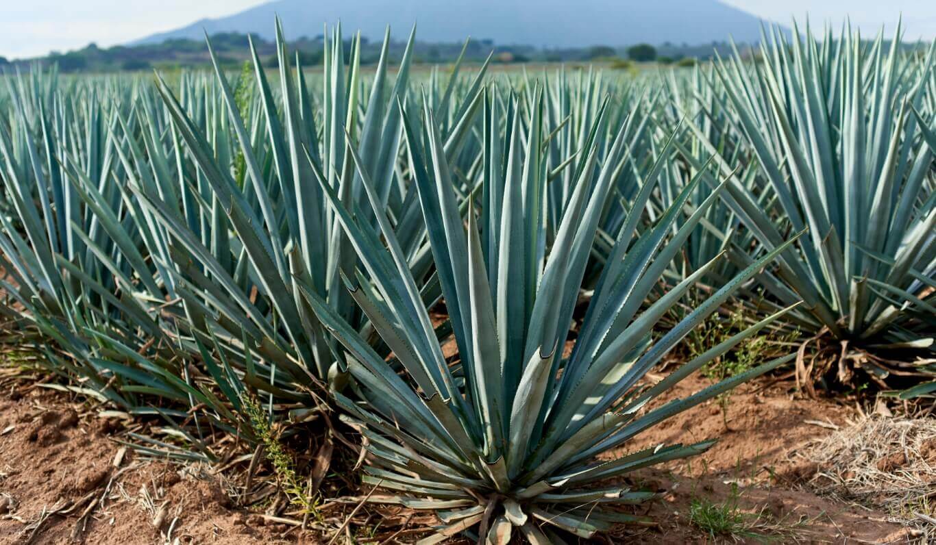 Plants in landscape