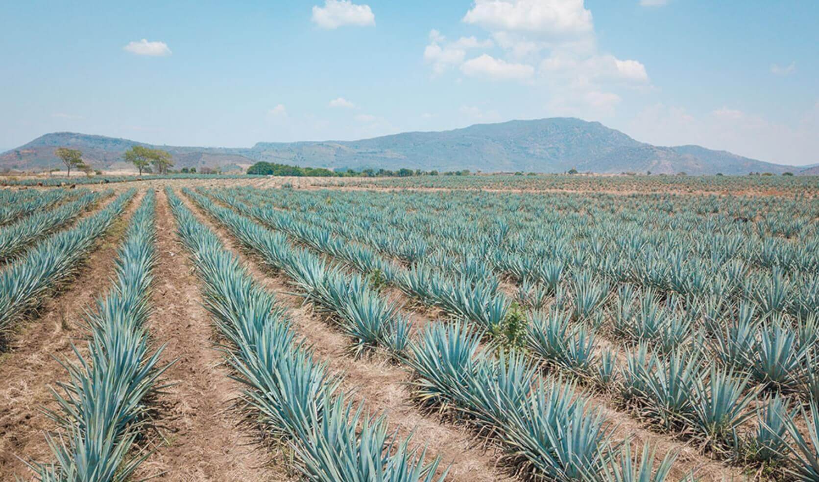 Plants in rows in a landscape