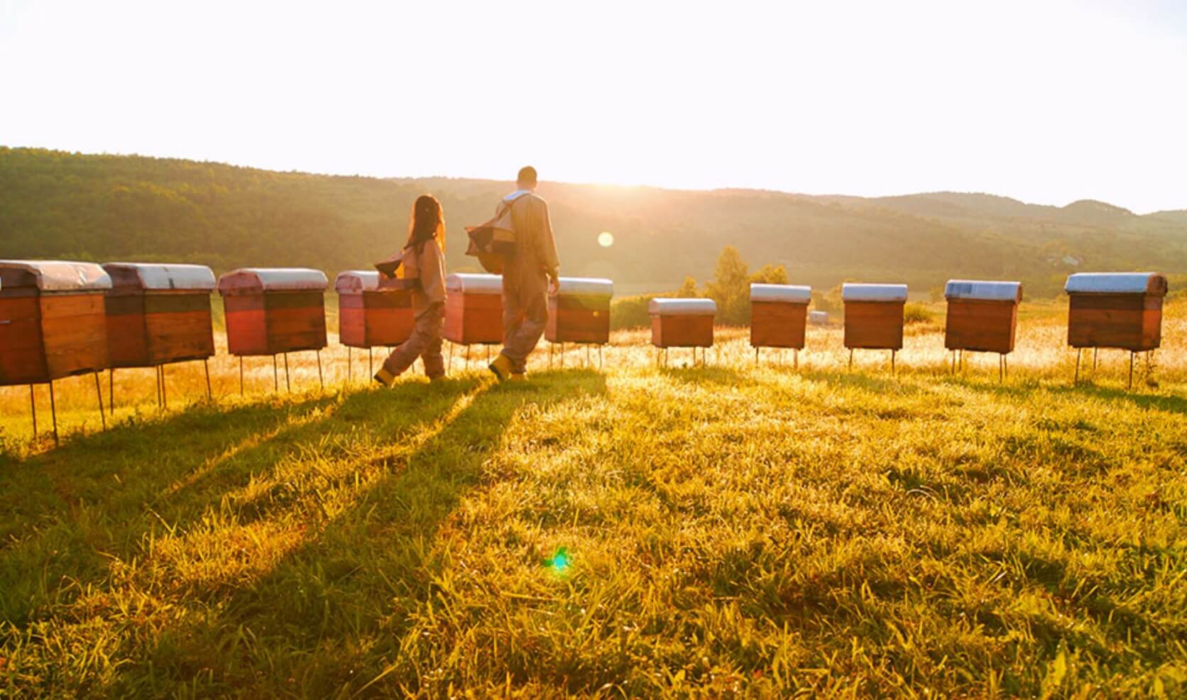 Two people examining apiaries (boxed wooden bee homes)