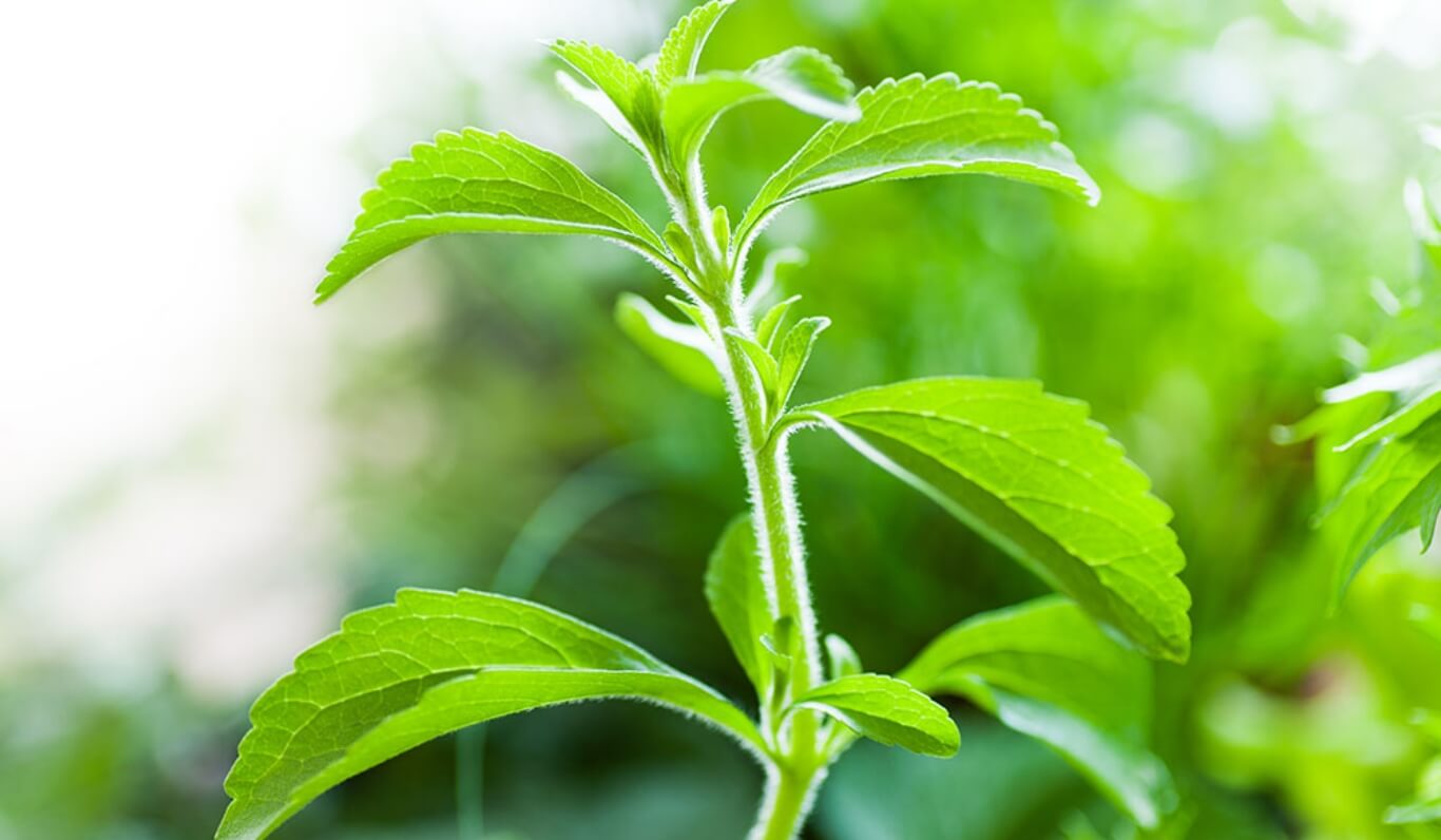 Closeup of crop plant